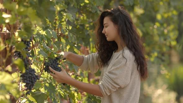 Young Woman Picking Grapes on the Vineyard During the Vine Harvest on Sunny Autumn Day