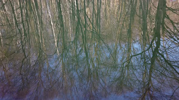 Reflection of Trees in the Pond 2