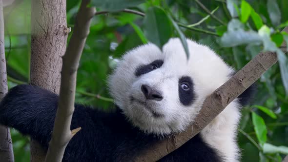 Panda Baby Bear Going To Sleep on the Tree. Panda Baby Cub Sitting in Tree