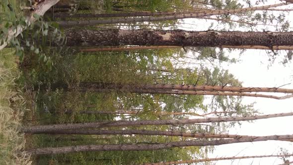 Vertical Video of a Forest Landscape on an Autumn Day in Ukraine