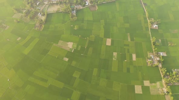 Aerial view of an agricultural field in Gabtali, Rajshahi state, Bangladesh.