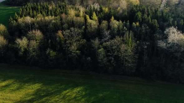 Aerial shot of the tree's in the Farm