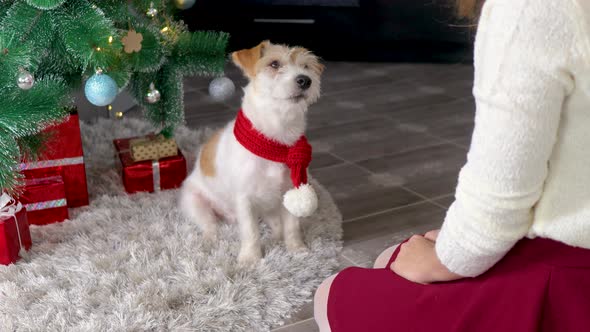 A dog in a red christmas scarf under a christmas tree looks at a girl