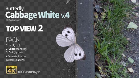 Butterfly White 4