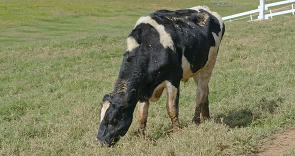 Milk cow in the farm