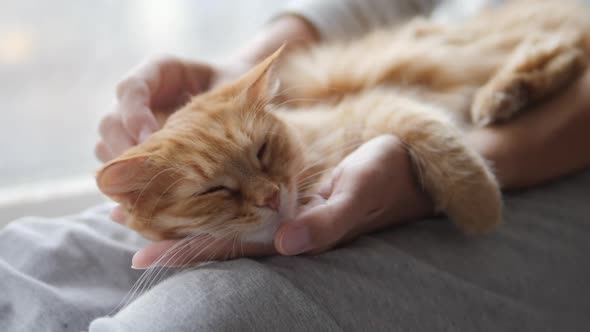 Woman Is Stroking Cute Ginger Cat on Windowsill. Fluffy Pet Purring with Pleasure. Cozy Home