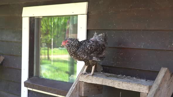 Variegated Chickens Hens in Coop Henhouse on the Henroost Roost