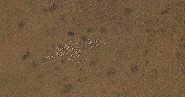 Topdown View Over the Desert Pasture of Patagonia. A Flock of Sheep Run Along the Field.