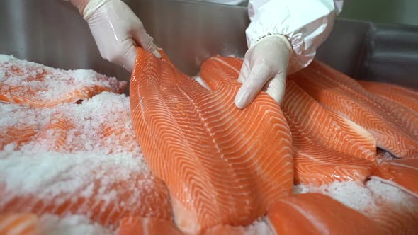 Professional fish industry worker gently laying down raw salmon fillets in salt