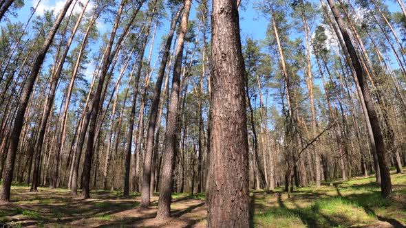 Walking Through the Forest with Pine Trees During the Day POV Slow Motion