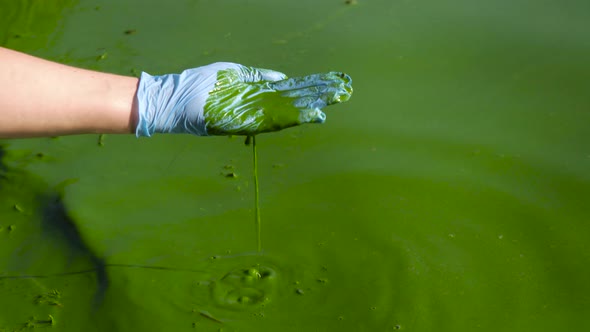 Hand in glove scoops river water full of green algae and lets it flow down
