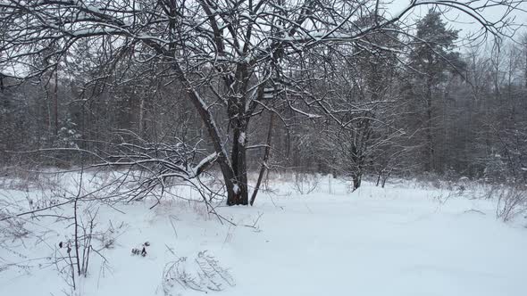 Tree Near The Winter Forest