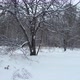 Tree Near The Winter Forest - VideoHive Item for Sale