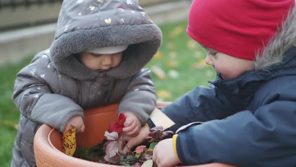 Two Little Boys Exploring Fall Plants Leaves Foliage in Orange Pot Outdoors Yard