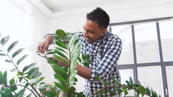 Indian Man Cleaning Houseplant at Home 