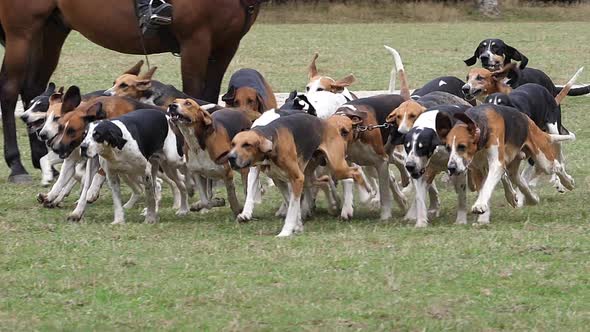 Great Anglo-French White and Black Hound with Great Anglo-French Tricolour Hound