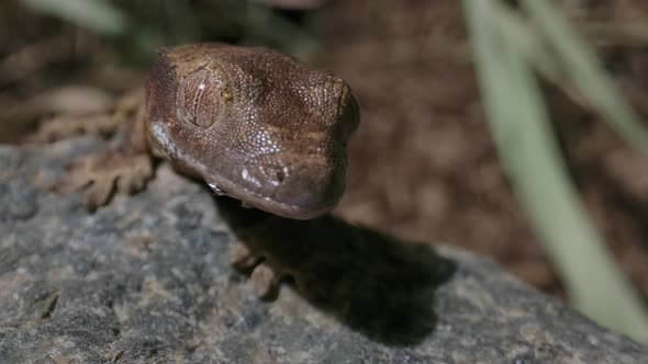 Slow turning gecko head baby lizard