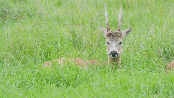 Fallow Deer Is Lying in Grass and Chewing Something. Dama Dama, Ruminant Mammal,