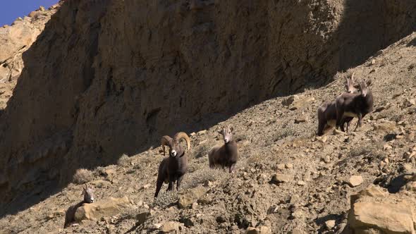 Rocky Mountain Bighorn Sheep Rams and Ewes walking through the desert