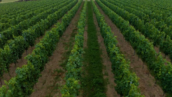 Flying over a french vineyard.