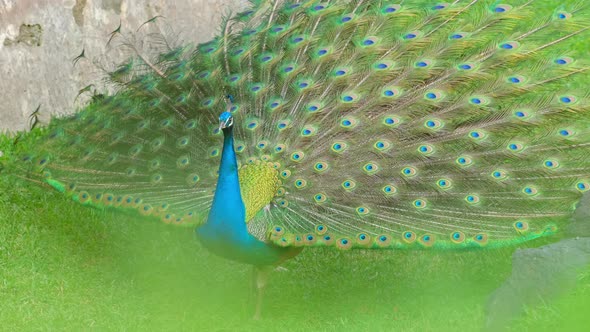 A Blue Peacock Fanning Its Tail on Green Grass