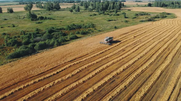 Aerial View Combine Harvester Gathers the Wheat. Harvesting Grain Field, Crop Season. . Beautiful