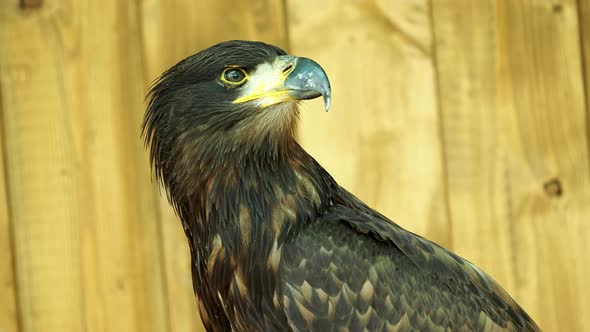 Portrait of sea eagle (Haliaeetus albicilla)