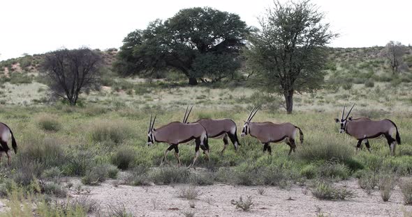 Gemsbok, Oryx gazella in Kalahari