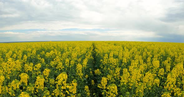 Yellow Rapeseed Flowers Against Cloudy Sky