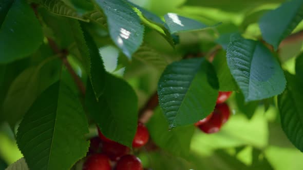 Ripe Cherry Fruit Branch Swaying Wind Closeup