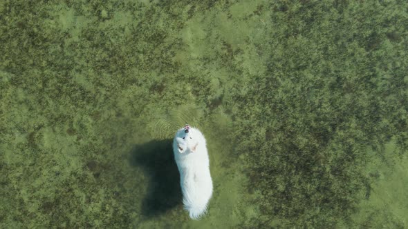 Cute Large White Polar Samoyed Dog Walks in the Sea