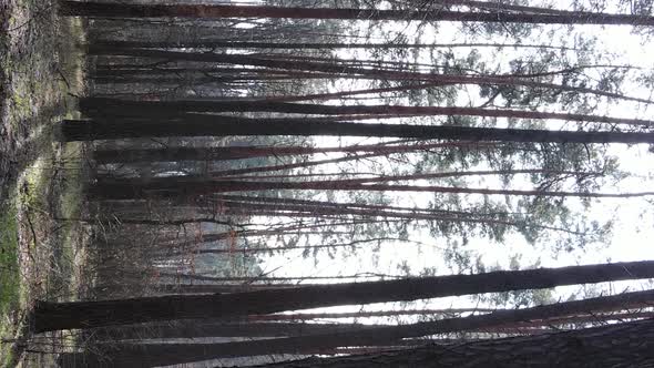 Vertical Video of Trees in a Pine Forest Slow Motion