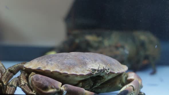 Crab In The Aquarium