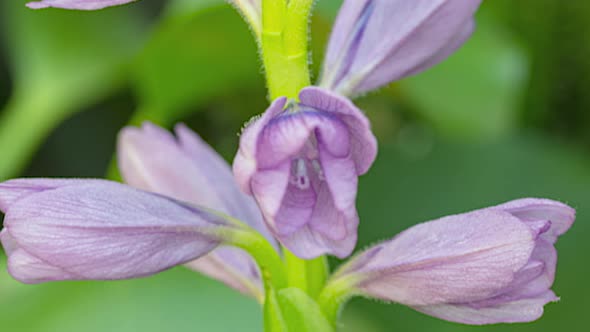 Time Lapse Water Hyacinth