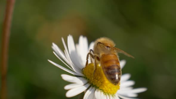 Honey Bee Daisy Close Up