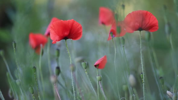 Red Poppies Field in Summer Remembrance Day Symbol