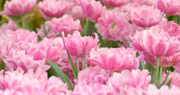 Colorful tulip flower farm