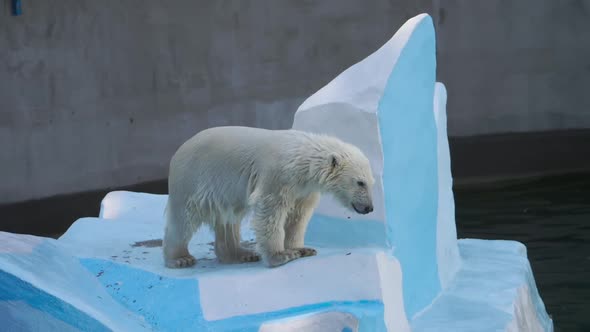 Polar Bear Cub Playing in Water