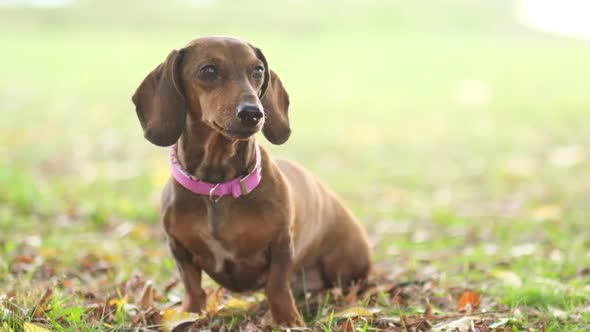 Beautiful Dachshund Puppy Dog Sad Eyes Dog Portrait