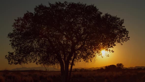 The sun rises behind a tree in Namibia