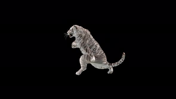 White Tiger Dancing 4K