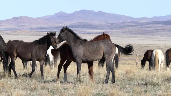 Wild horses nipping and biting each other