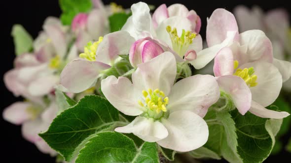 Apple Flower Blossom on Black