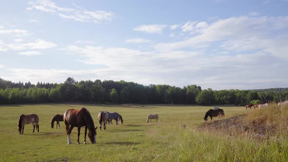 Static shot of brown horses, on a farm, in the countryside of Tyreso, Sweden