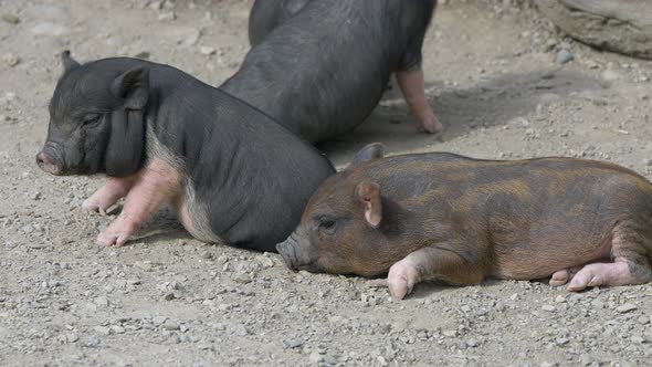 Close up of brown and black baby piglets resting on pebbly ground in nature