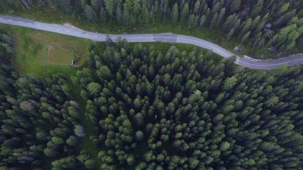 Flying Over the Green Coniferous Forest