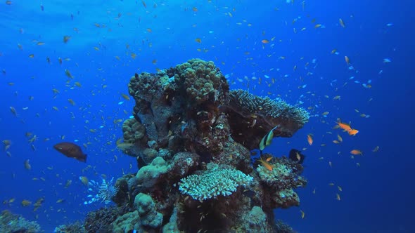 Coral Garden Seascape