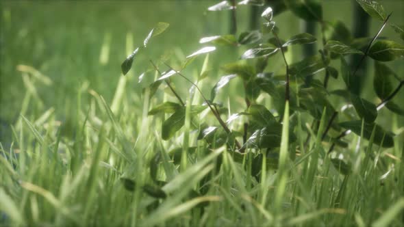 Fresh Green Grass on the Forest