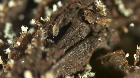 The mite Acarus sp. under the microscope, Order Sarcoptiformes