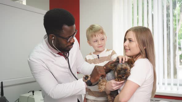 Vet Examining Dog in Animal Clinic